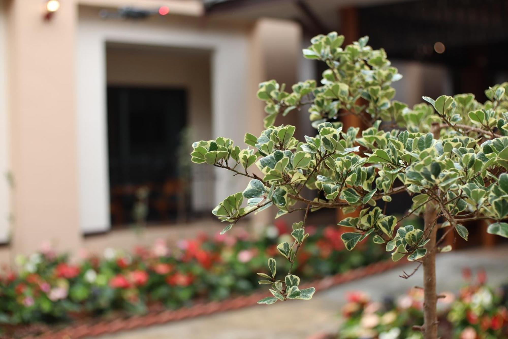 Peacock De Pai Hotel Ngoại thất bức ảnh